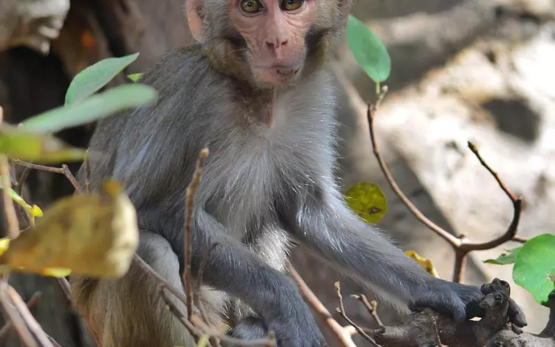 关于长择和短择，你需要看这里