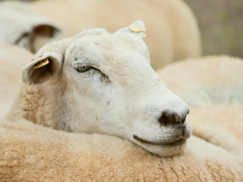 感情挽回：如何让爱人回来你身边