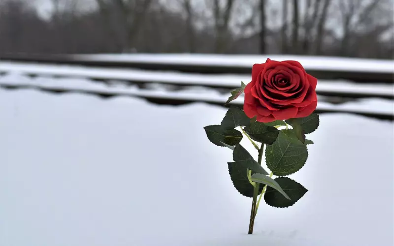 要记住，所有失恋都是在给真爱让步！