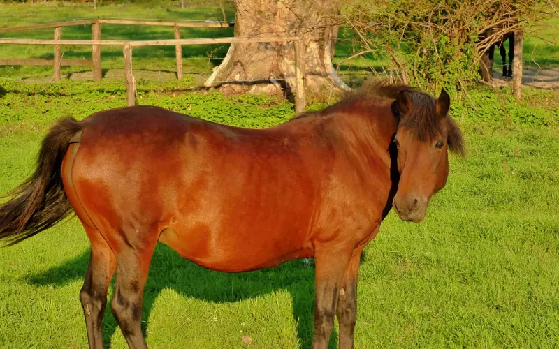 转发这个萧亚轩，你也可以成为恋爱小天才