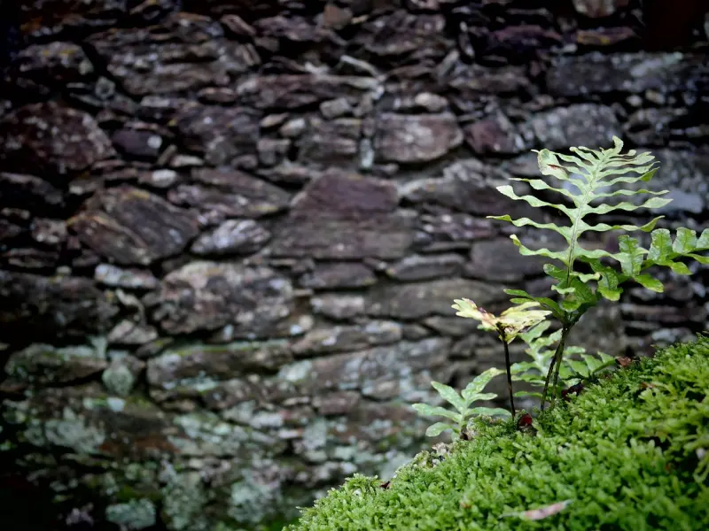挽回爱情，利用人性的弱点来挽回，快速高效