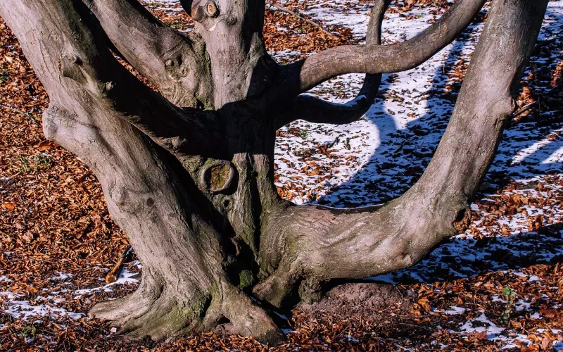 【挽回爱情】这棵草很好，为什么不能回头吃？