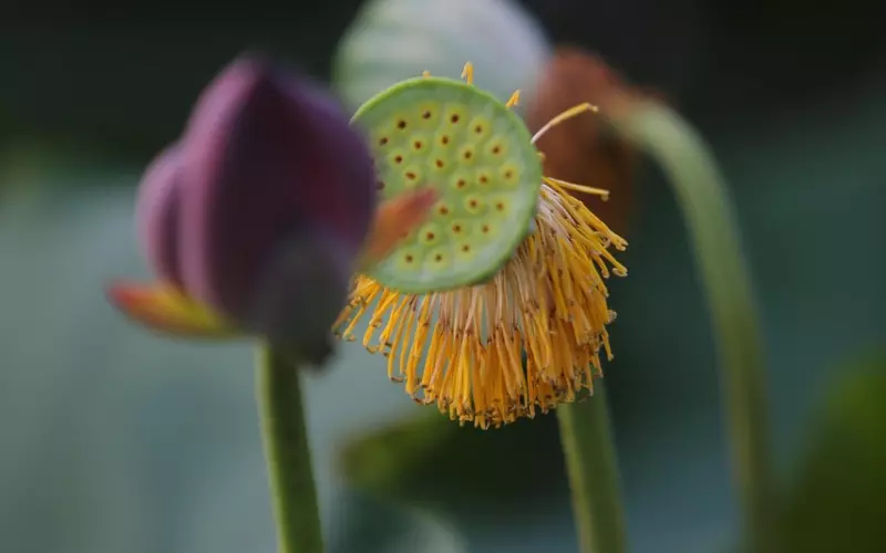 揭秘挽回狮子男成功经验，让你的爱情永不凋零