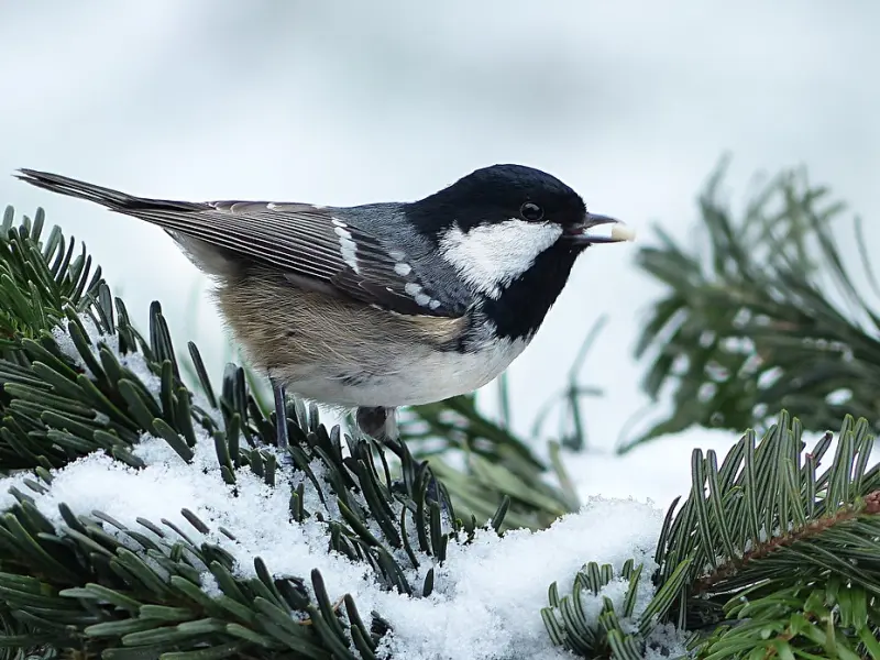 挽救婚姻的“疲倦期”，防止小三插足