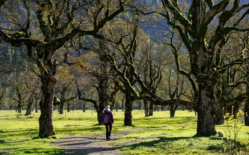 （挽回老公）梧桐雨成长感悟