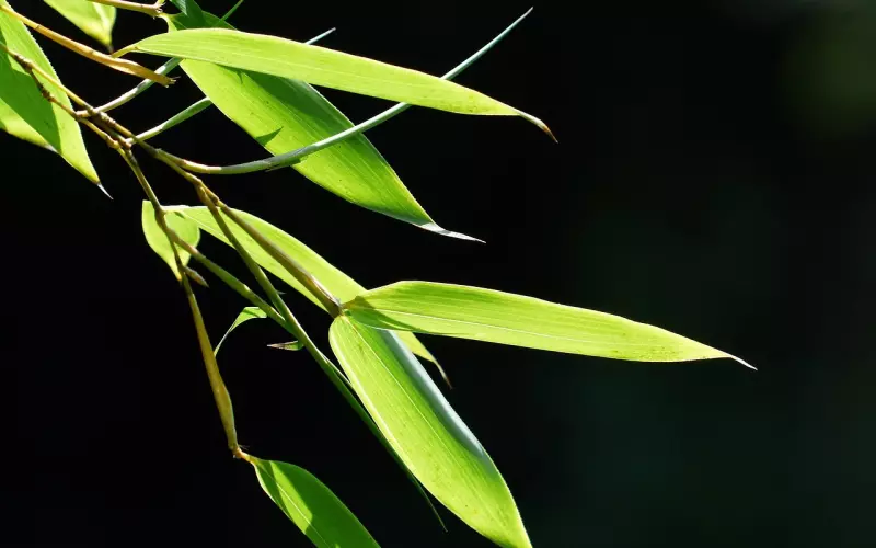 （挽回老婆）夏竹的感谢信