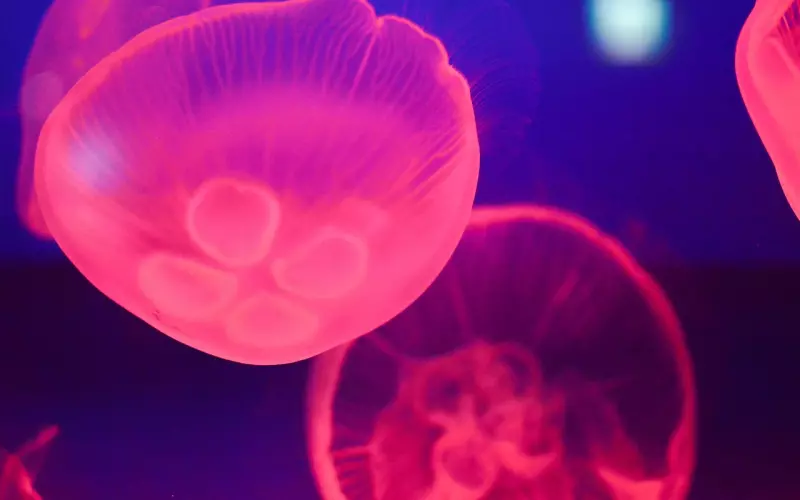 挽回双鱼座男友：爱情作没了？伤了双鱼后成功挽回方法？