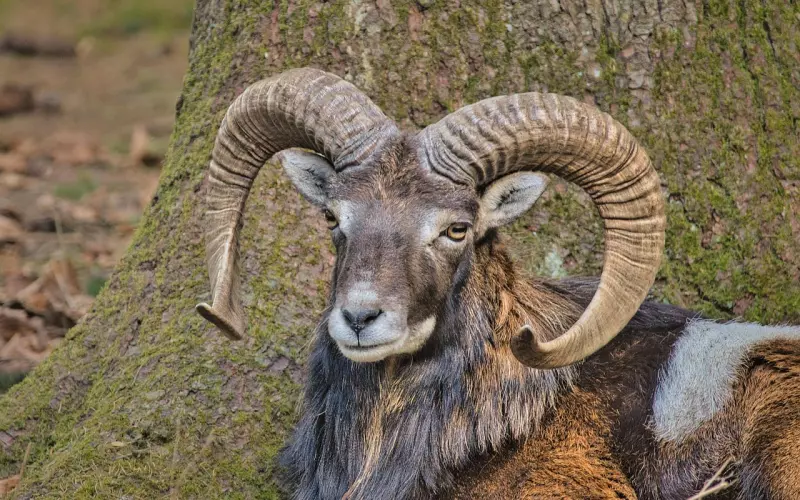 挽回白羊男：挽回白羊男还是有希望的