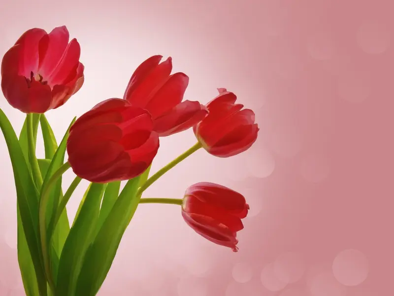 挽回爱情：挽回男朋友的四要素