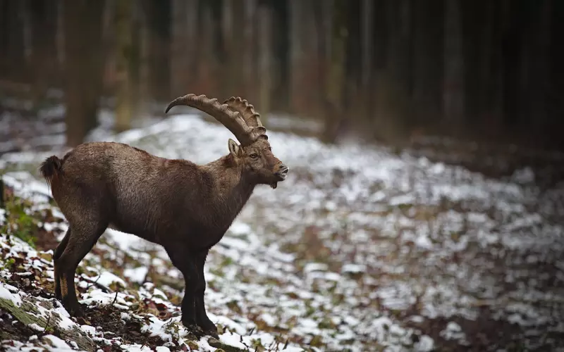 婚姻之挽回老公：耐心摩羯座老公找你离婚？别急，学会3招有效结局
