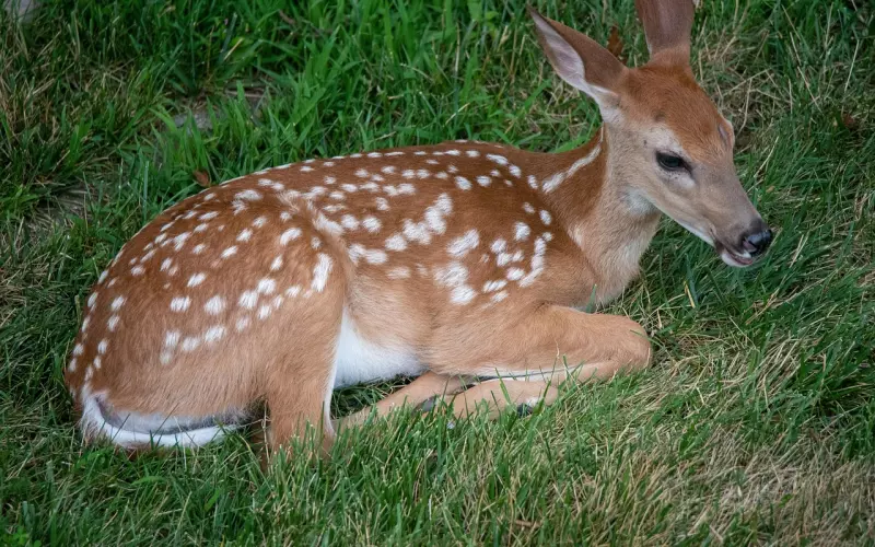 二次吸引挽回丈夫：不要为了挽回而讨好