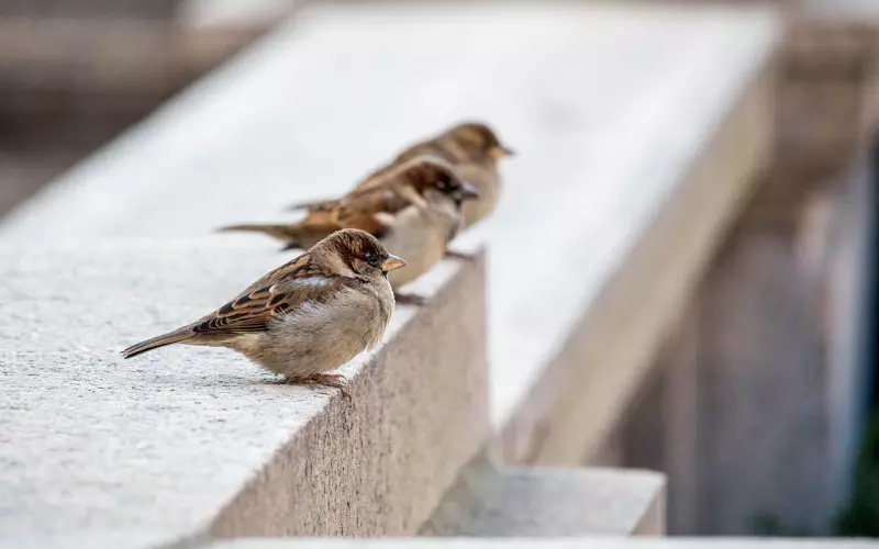 分离小三秘籍：分离小三具体方法，分离小三具体的操作！