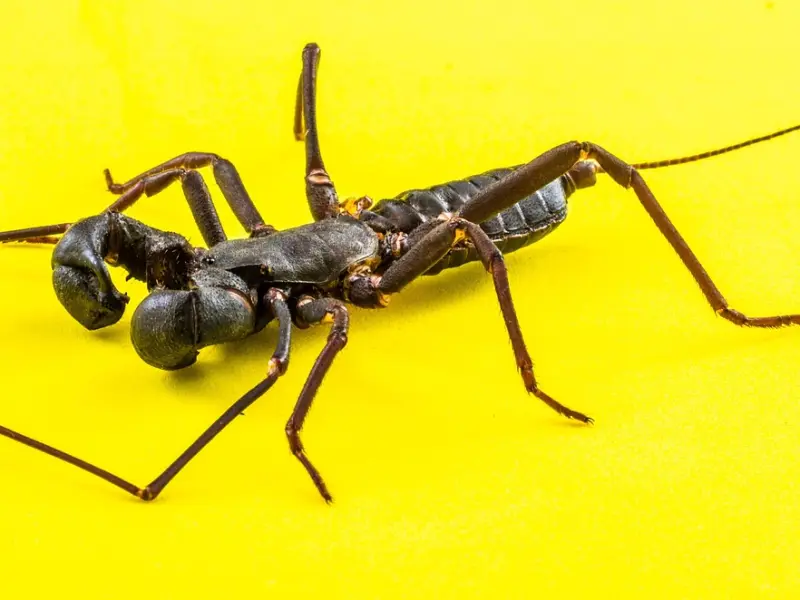 挽回天蝎座男友秘籍：天蝎座男友分手态度坚决，该怎么挽回