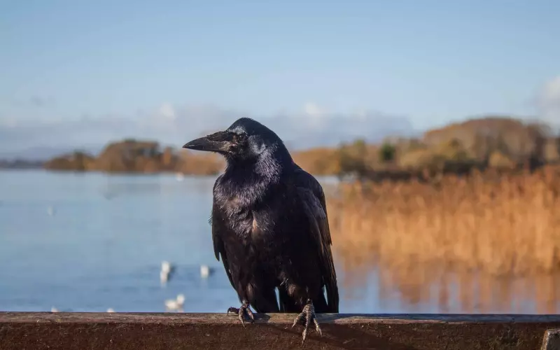 见或不见，依然思念