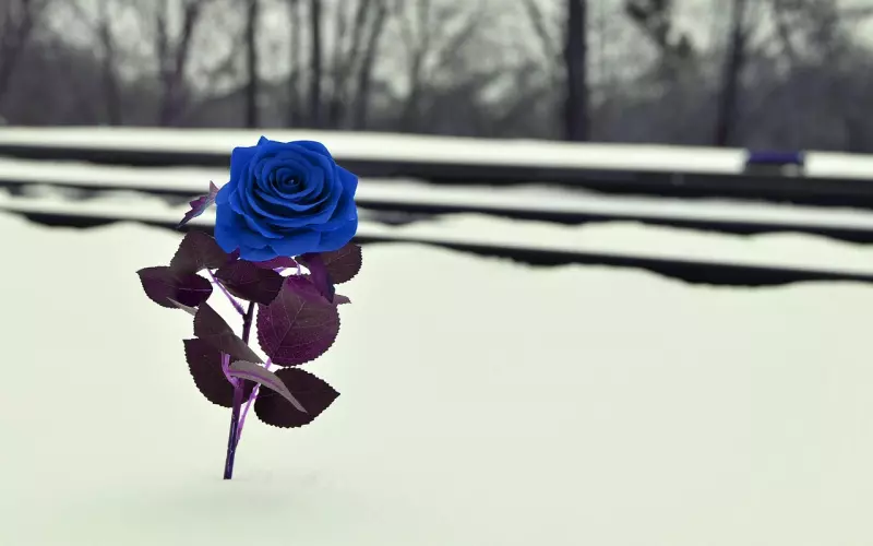 挽回爱情的句子 有没有一条让你看哭