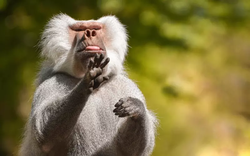 泰国佛教师傅分享之-冠咩布伦