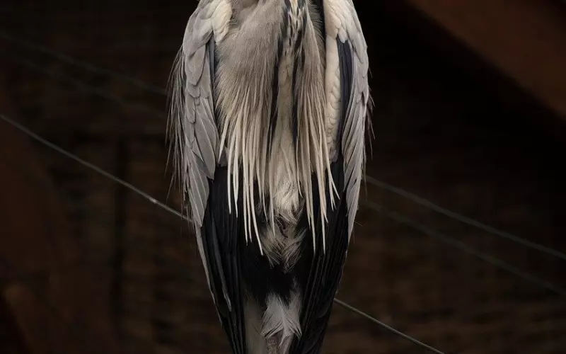 余文乐：虽然我冷待怀孕老婆，但我是一个好男人！如何挽回冷bl的婚姻？