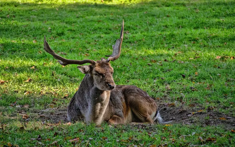 震精！男性随时可以发情？