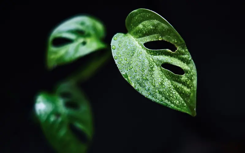 震惊，女朋友背着我深夜偷吃！