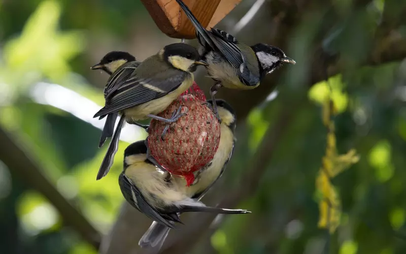 “先有大家再有小家呢，还是先有小家再有大家！”