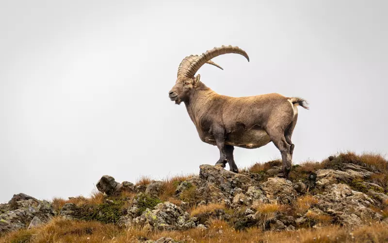 和摩羯男吵架后冷处理吗