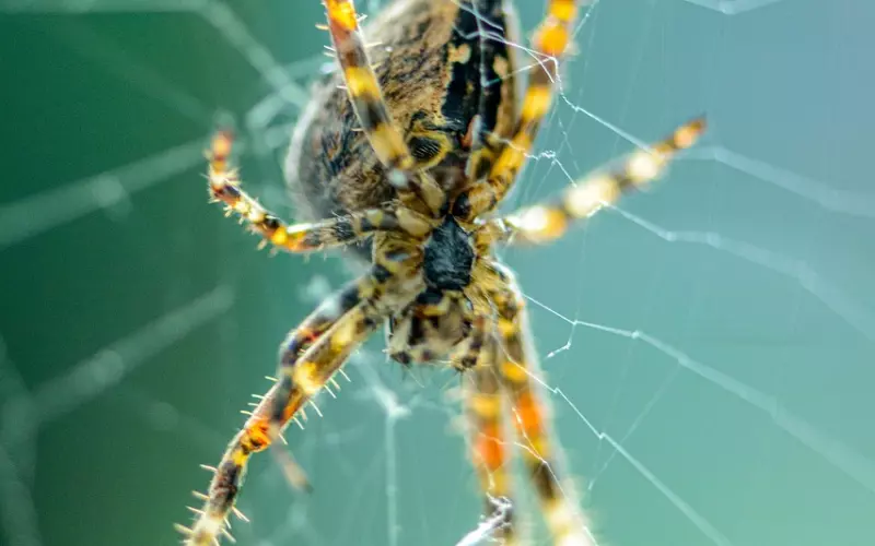 劈腿男该不该挽回 挽回劈腿前男友方法