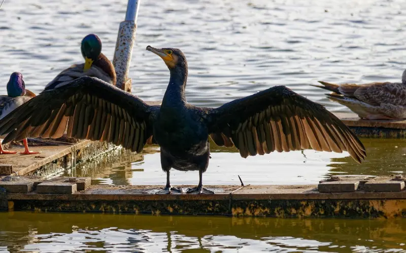 傻女人，为什么你要婚前同居？
