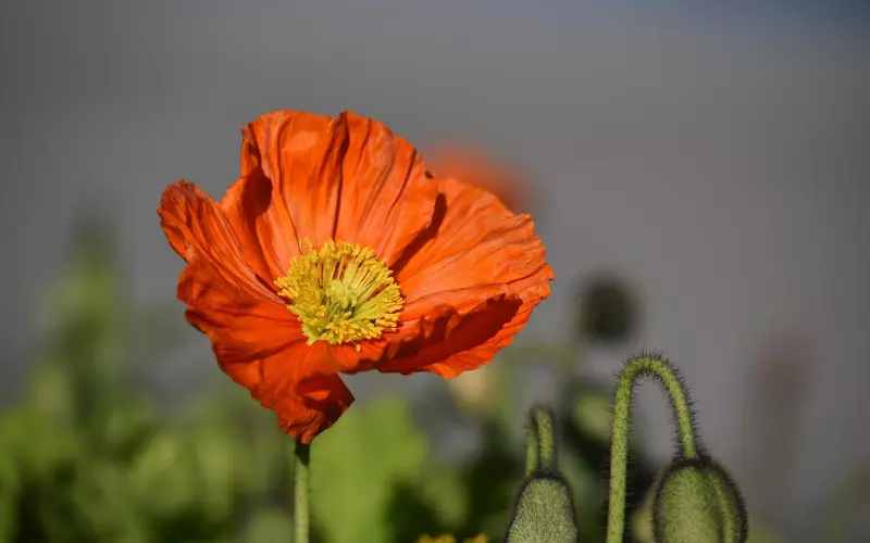 单身男必学520脱单攻略，如何提高表白的成功率