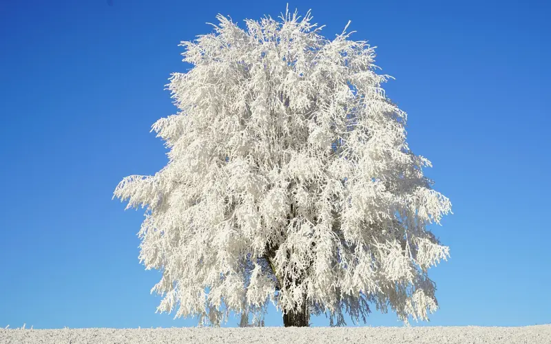 单身故事 | 一个淡淡的姑娘