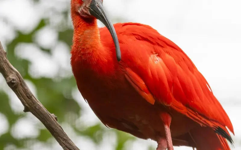 【单身故事】水灵灵的南方妹子思思