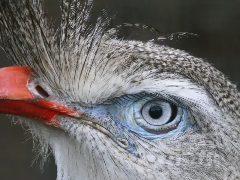 凤姐，今后我不再嘲笑你了