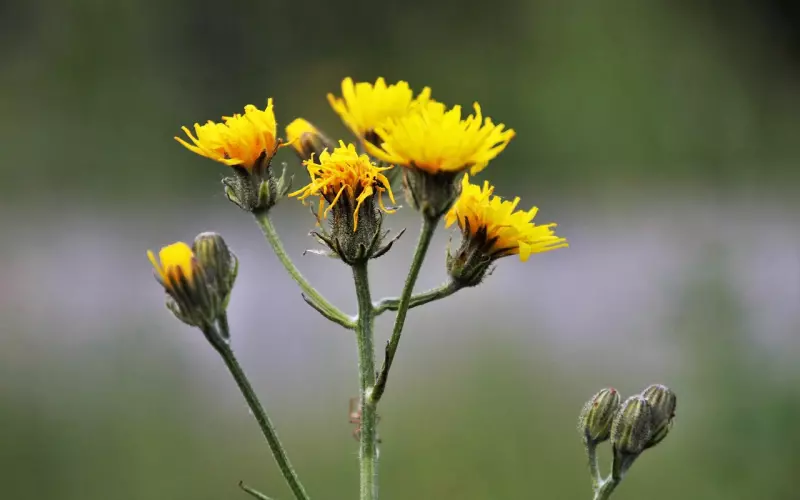 六首绝美诗词：路过人间，拈花一笑！