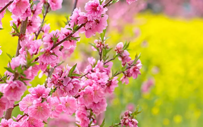 让女人无法拒绝的六种男人，人见人爱，花见花开