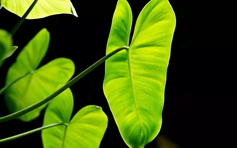 思远：  为啥你学追女生越约越傻X