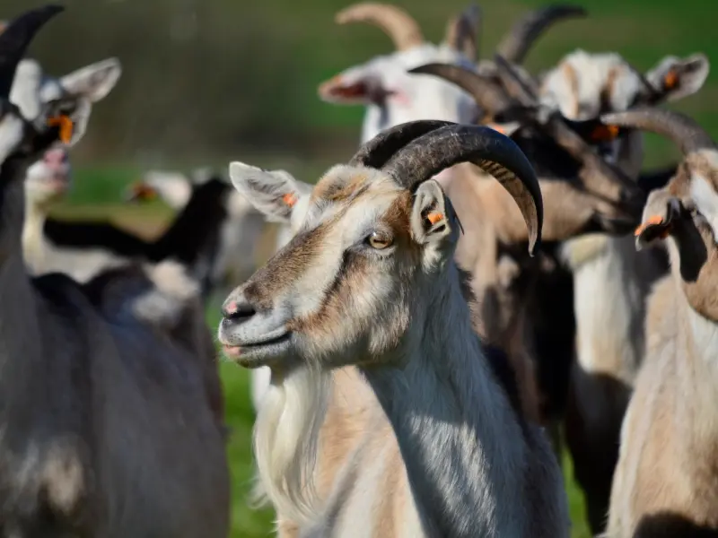 有的男的啊，真活该让绿茶婊吊一辈子