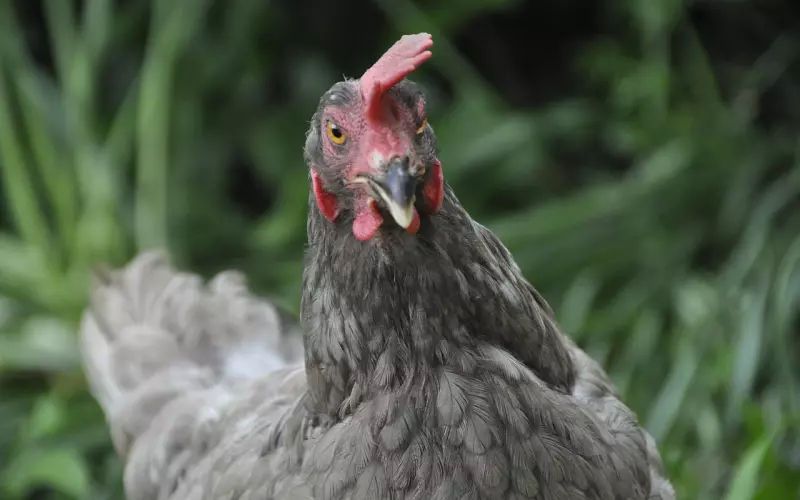 有些人只适合思念，不适合见面