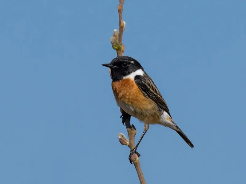 专治各种不会聊，聊天聊不下去怎么办？