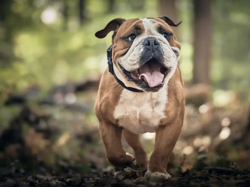 专业挽回感情婚姻、击退小三，婆媳关系问题有效化解咨询指导教练崔永福老师在线业务开通优惠活动进行中！