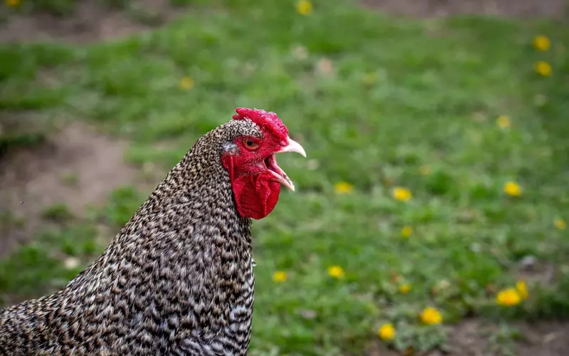 远离约会学中毒，不做鸡肋男