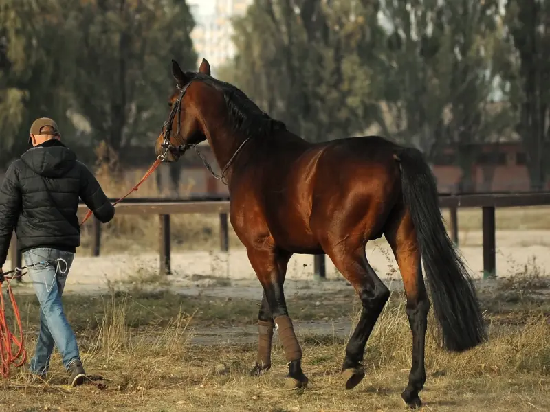 怎么挽回女友的步骤：我很爱女友，该怎么做才能挽留她的心