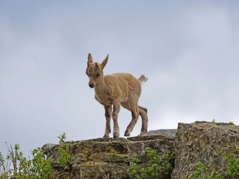 挽回摩羯座男友步骤：想跟摩羯座男友复合，有什么方法呢？