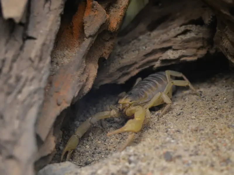 挽回天蝎座男友步骤：天蝎座男友坚决分手，该怎么挽回