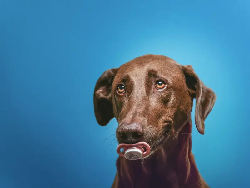 别再嘬着奶嘴了!