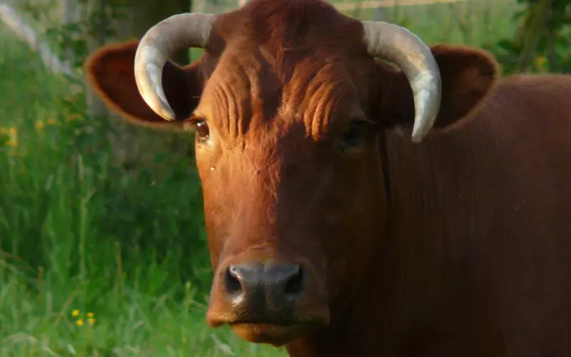 高效挽回金牛座攻略：自己挽回总没效果？你不该错过这三挽牛绝招