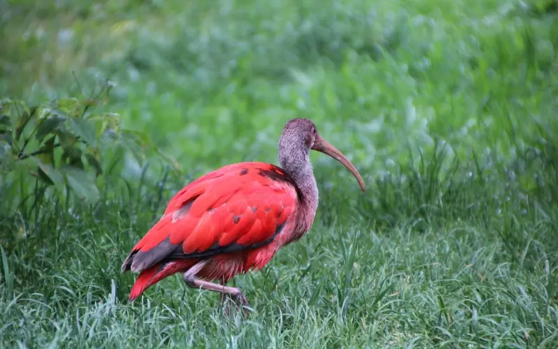 挽回金牛座爱人计策：爆红网络的挽牛必杀技，快来偷学！