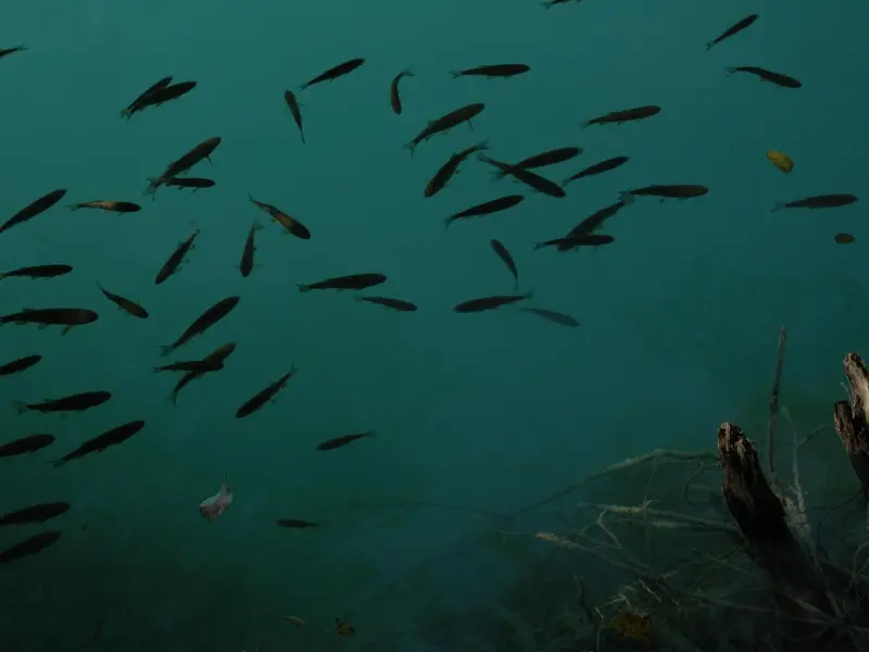 挽回双鱼座男友策略：双鱼座男友分手后复合怎么做？