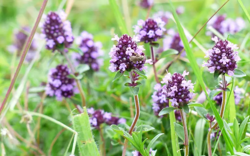 挽回老婆攻略：有效化解矛盾，挽回老婆的爱