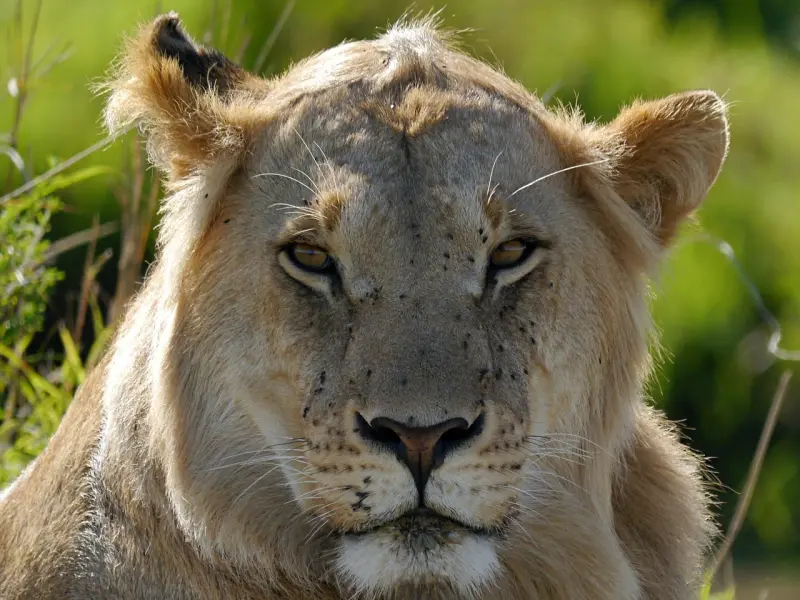 挽回前男友攻略：挽回狮子座男友攻心术，教你如何挽回绝情分手的狮子座男友