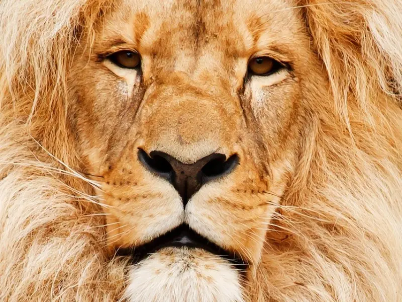 挽回前男友攻略：挽回狮子男的必杀技