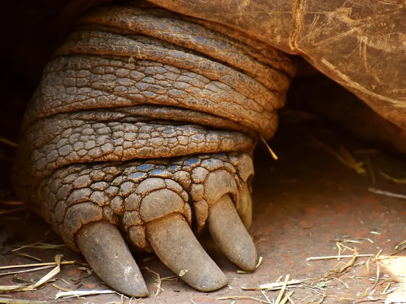 挽回前男友攻略：适合挽回巨蟹座的方法，超高几率挽回！